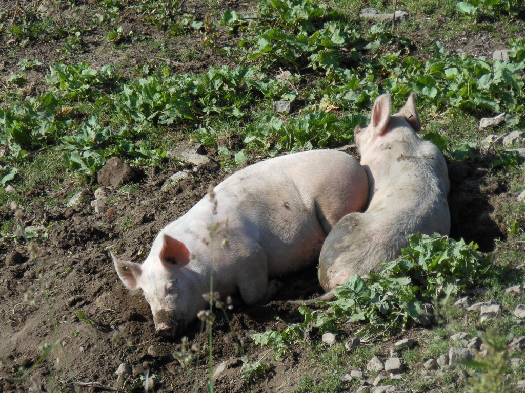 Alpschweine